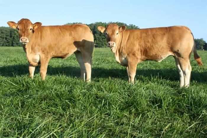 Heifers sired by Cacao