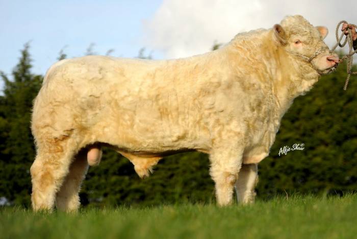 Cavelands Fenian