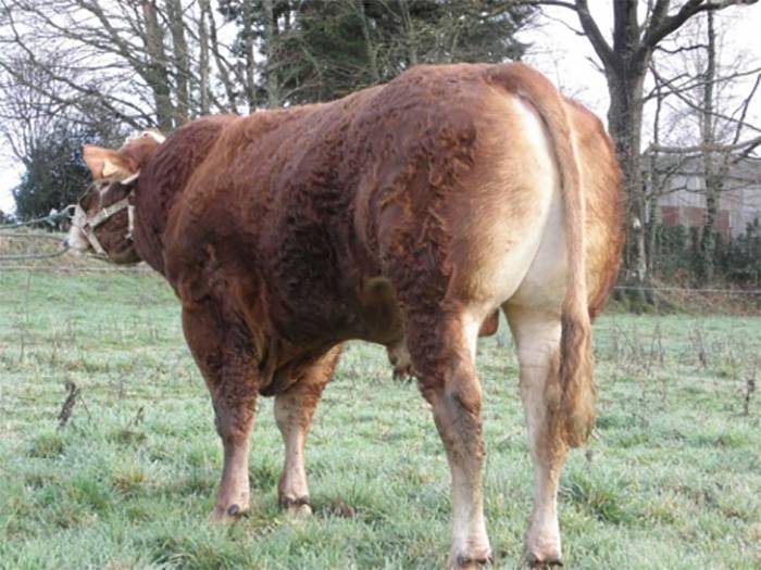 Clovis