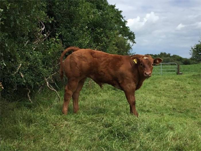Crossbred Calf sired by Forever Brill