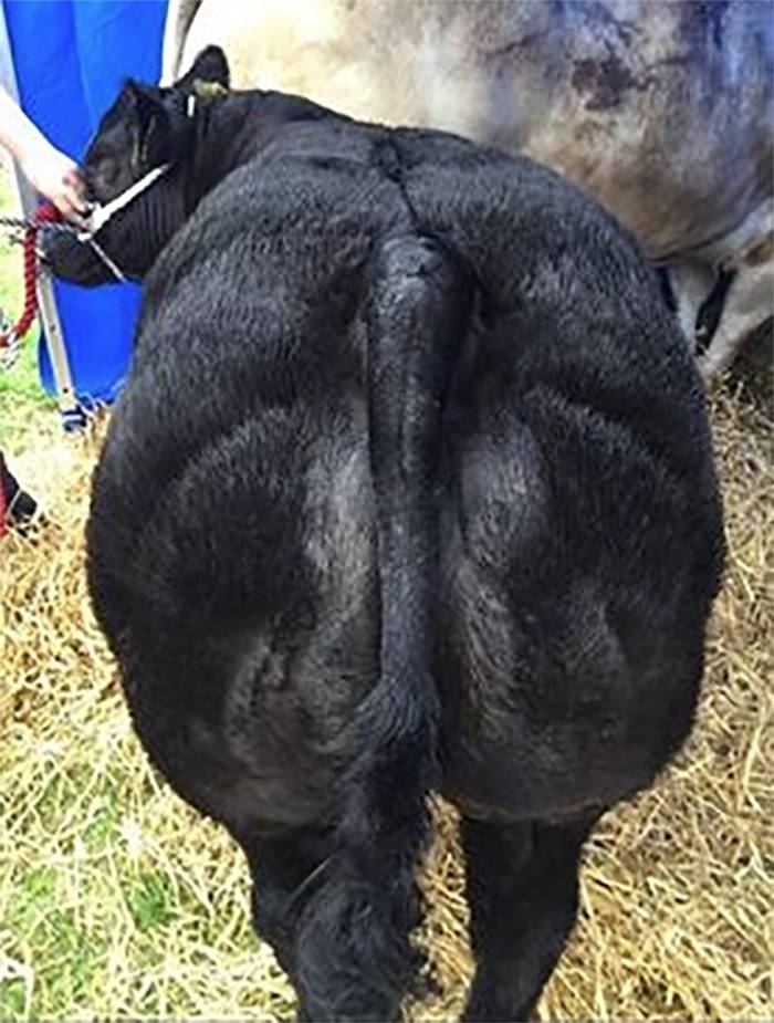 Crossbred Heifer Calf 4 months old sired by Forever Brill