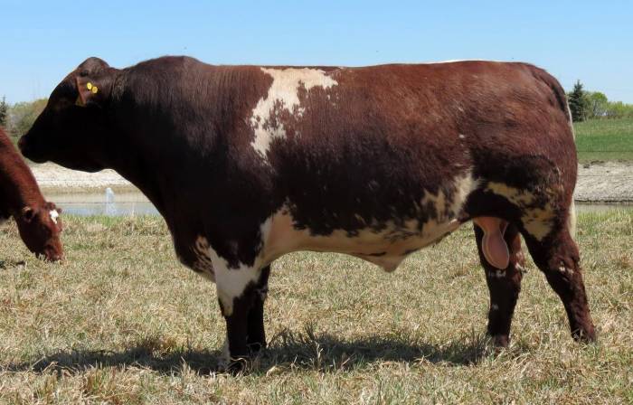 Diamond Lord Belmore 56B