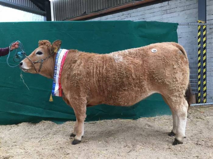 Duches Heifer