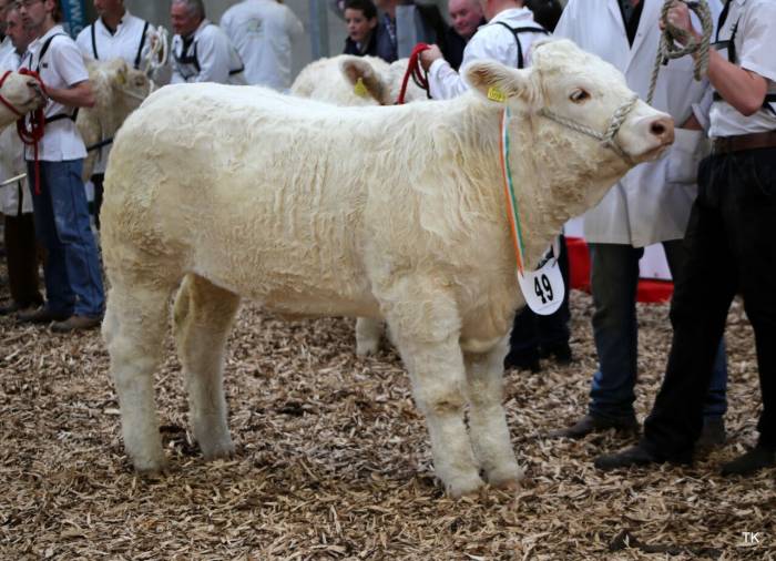 Fenian daughter, Crockaun Lucy