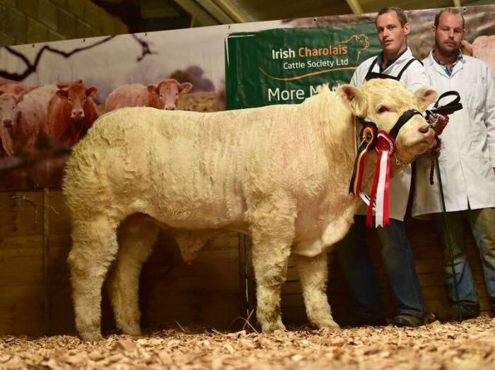 Fenian son, Pottlereagh Mark, Reserve Junior Champion National Show 2016