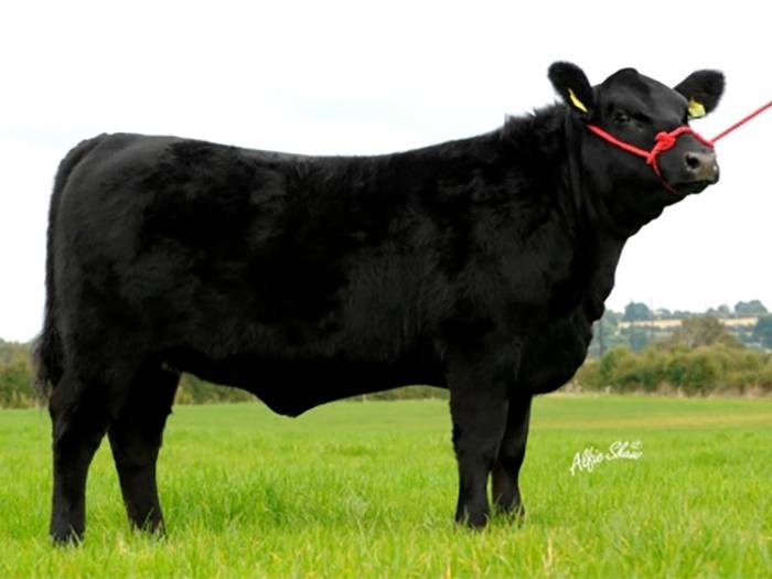 Friarstown Ideal J126