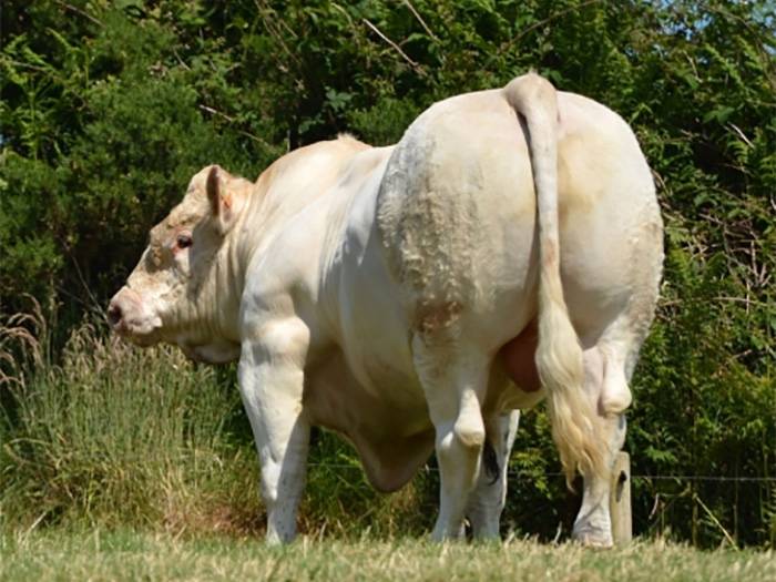 Gedeon Hindquarter
