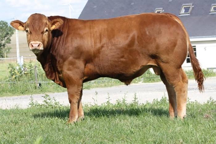 Gino-Ben sired by Achile