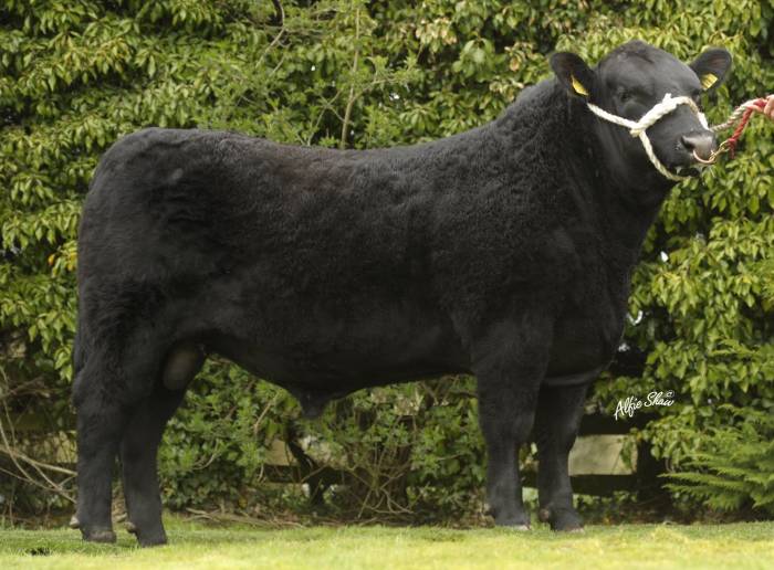 Goulding Jumbo King K436