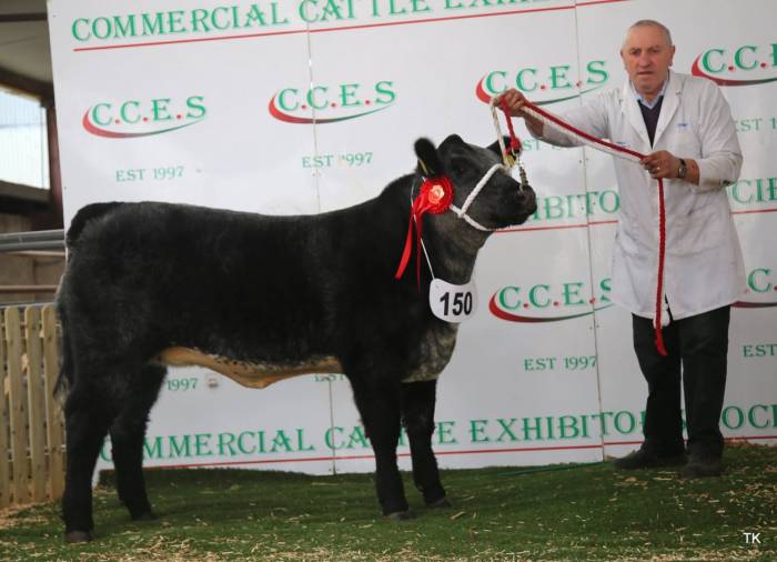 Champion A.Angus Crossbred Calf