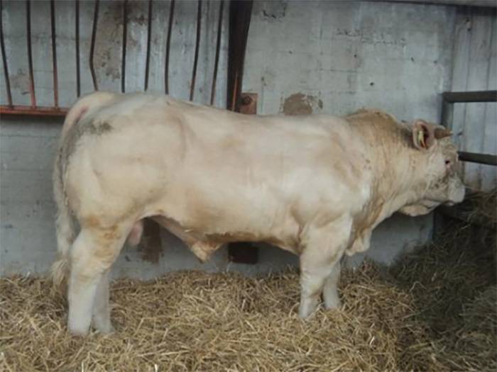 Guepard as a young bull
