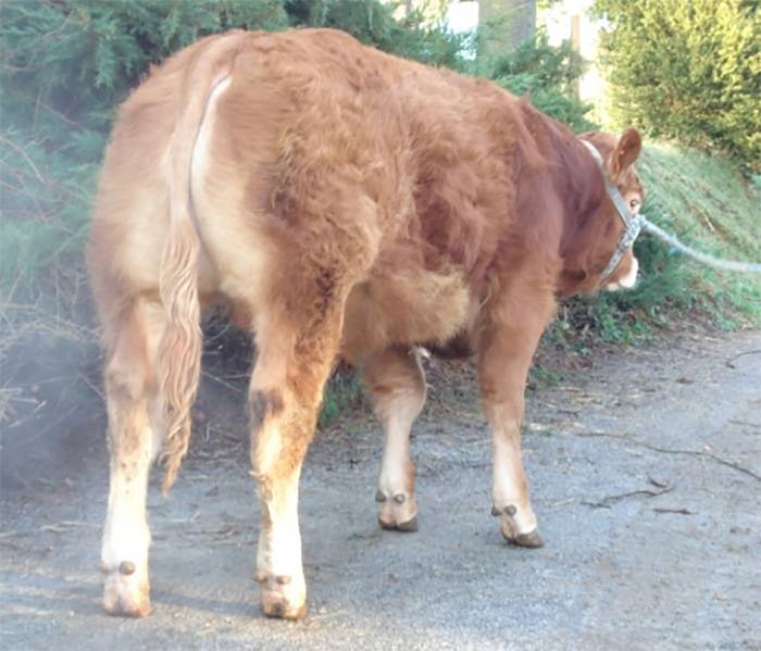Hercule