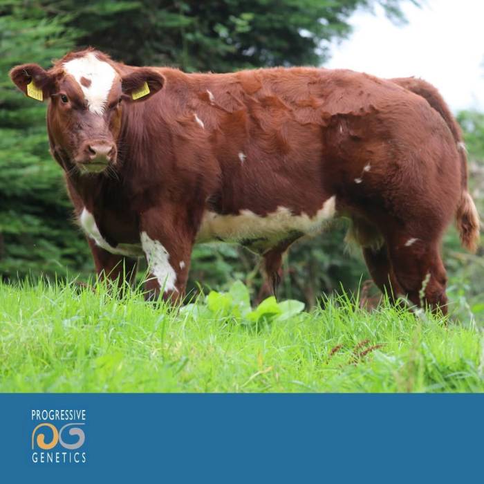 Halycon Matrix Crossbred Son