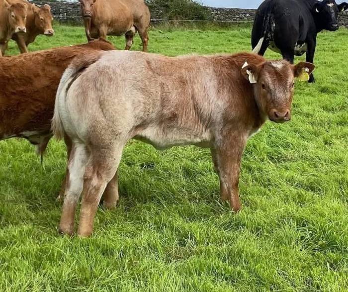 Crossbred Calf Sired by Hong Wang