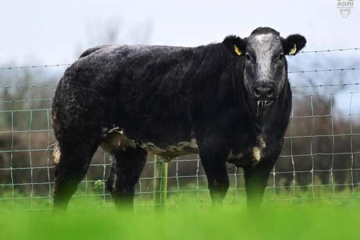 In Calf Heifer Sired by Patissier De La Grand Rose