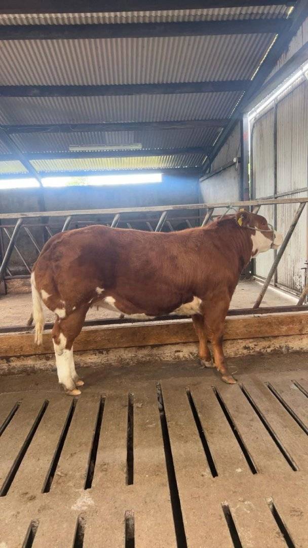 New Red Sired Heifer