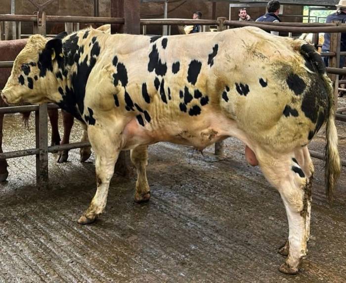 Hong Wang Sired Weanling Bull selling for €3820 @ 525 kg (€7.28 / kg)