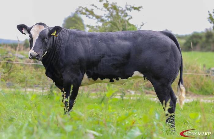 Ardlea Rigby crossbred Heifer