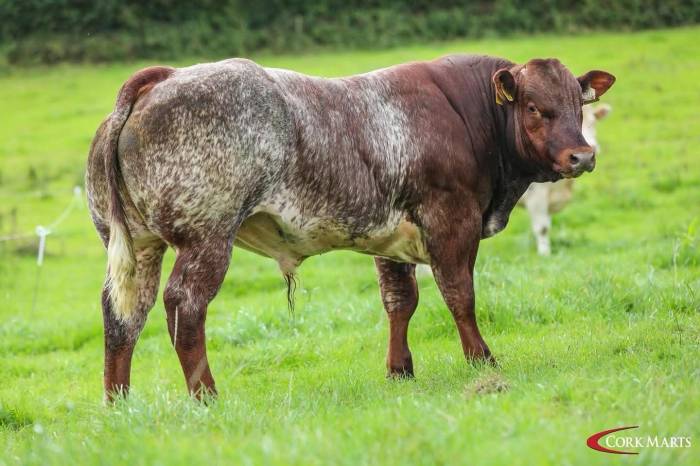 Weanling Bull Sired by Rollie out of a LIM x FR Cow
