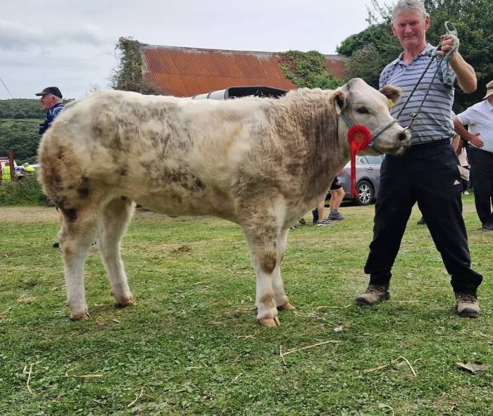 Crossbred Calf Sired by Hong Wang