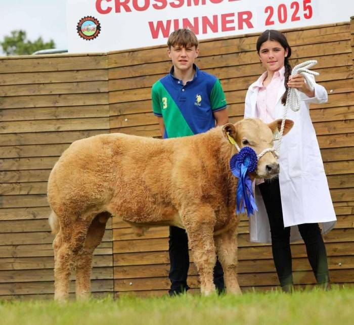 Crossbred Calf Sired by Rollie