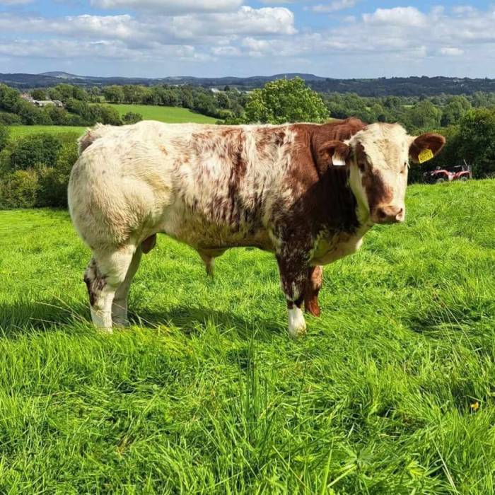 Weanling Bull Sired by Rollie