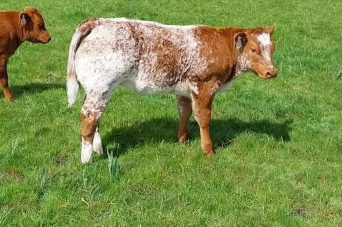 Rollie Sired Crossbred Heifer Calf