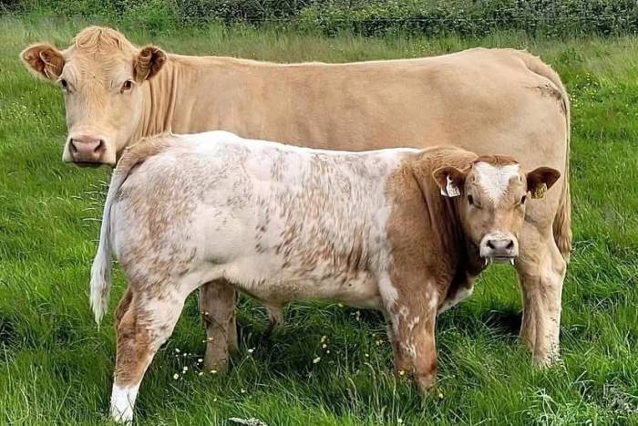 Rollie Sired Crossbred Bull Calf