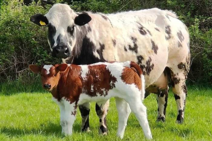 Rollie Sired Crossbred Calf