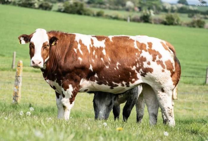New Red Sired Heifer