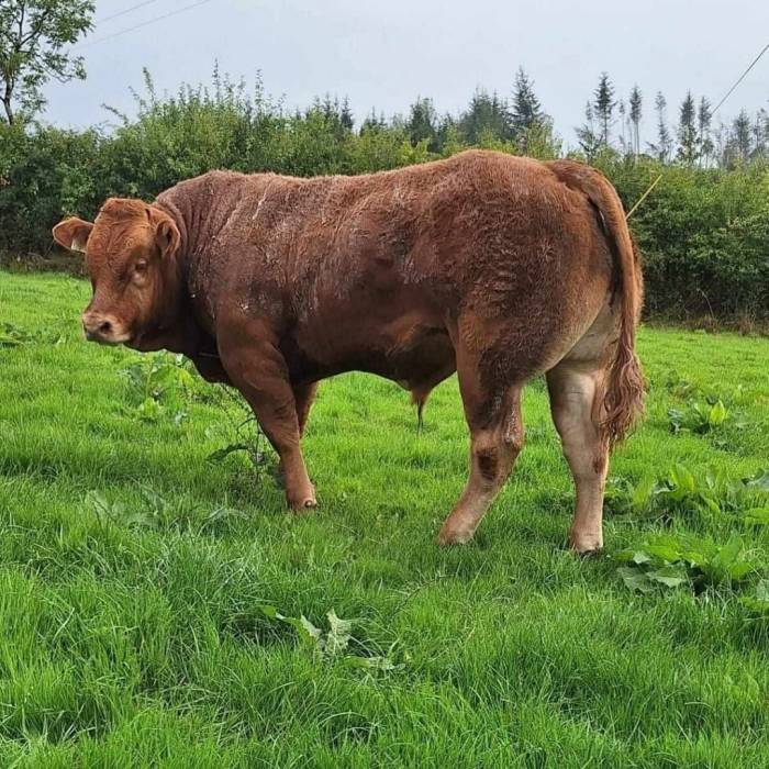 Ardlea Rigby sired Young Bull