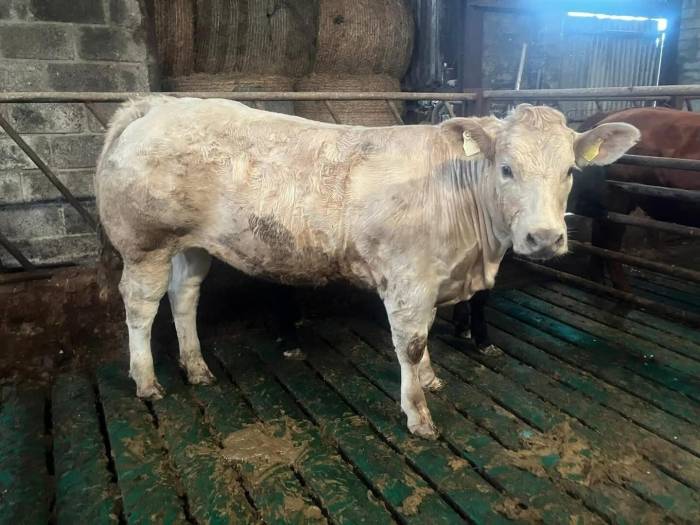 Ardlea Rigby sired Lim x Char Heifer