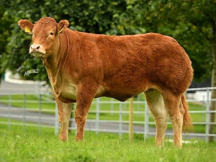 Pedigree Heifer sired by Telfers Munster sold for 22,000 gns