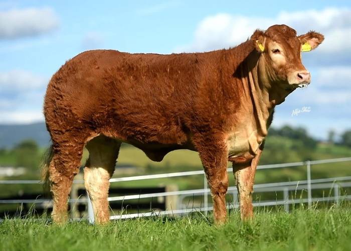 Pedigree Heifer sired by Telfers Munster sold for 13,000 gns