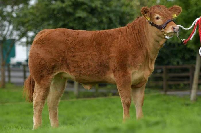 Pedigree Heifer sired by Telfers Munster sold for 17,100 gns