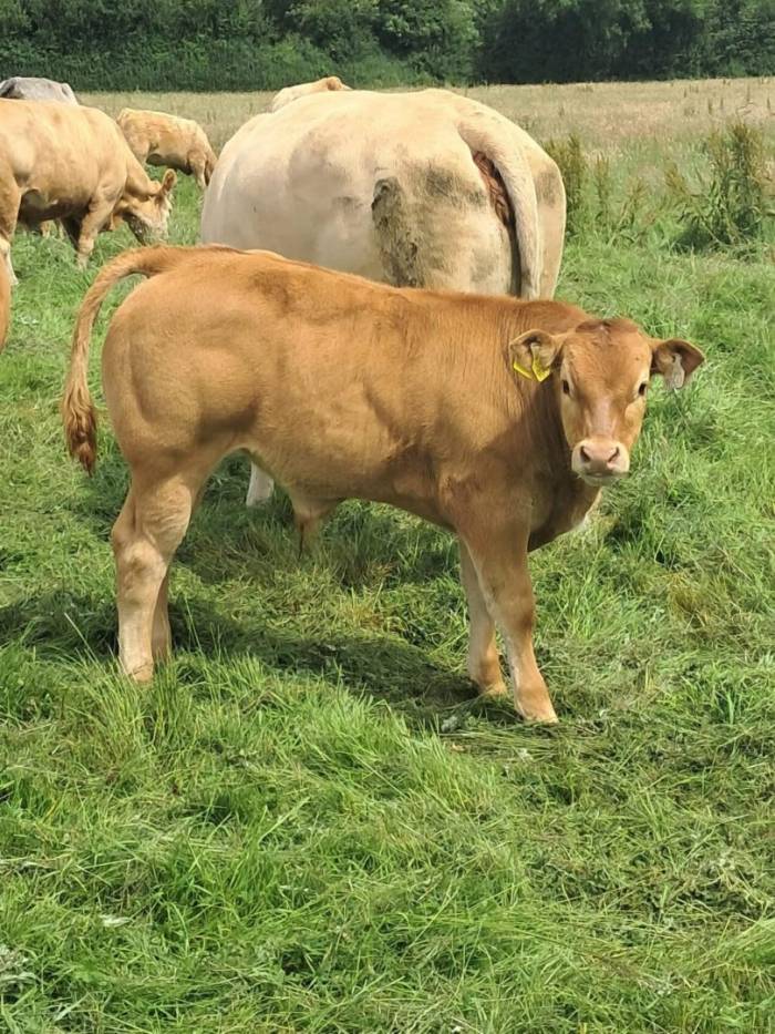 Crossbred Bull Calf sired by Lisna Some Bull