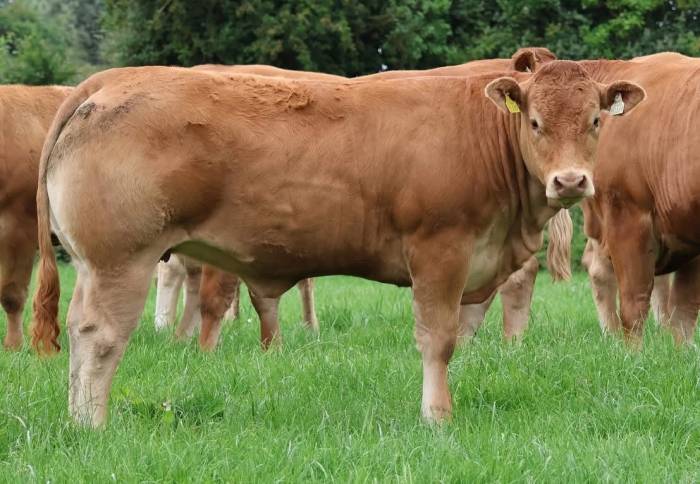 Daughter Keltic Venetia sold for €8,000