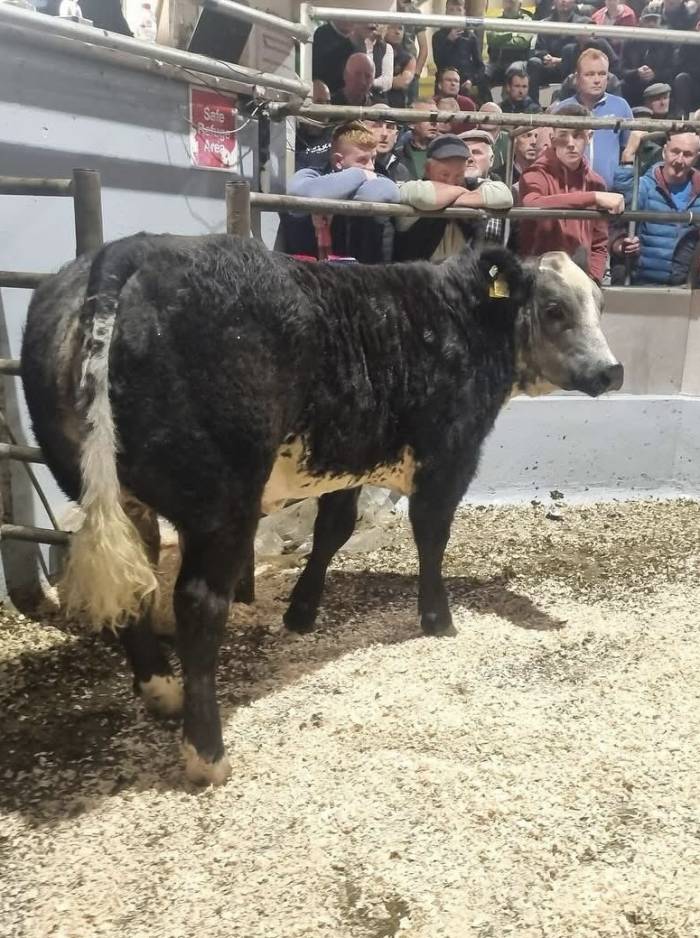 Overall Champion (Weanling Heifer) at Gortatlea selling for €5600