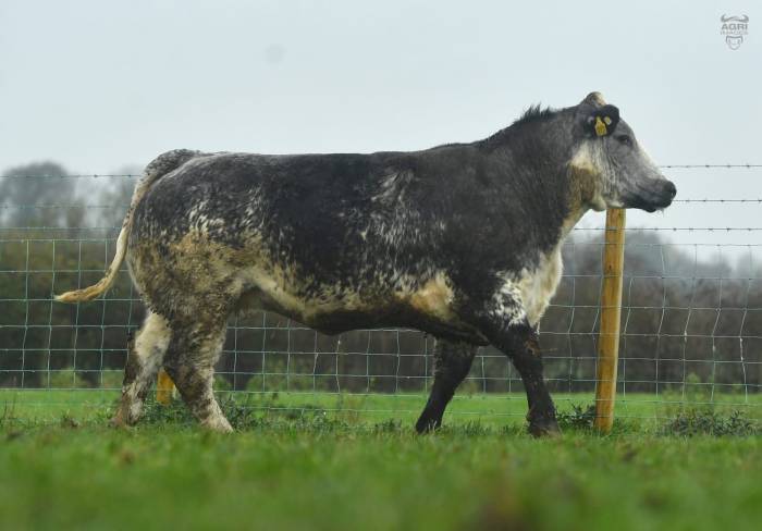 Crossbred In Calf Heifer sold for £5460
