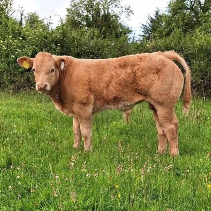Crossbred Calf sired by Corbaun Rory