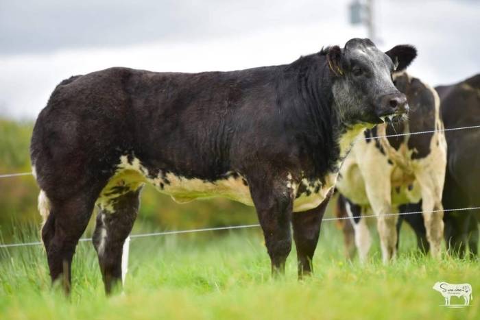 11 month old heifer sired by Patissier (PPS) selling for €7800