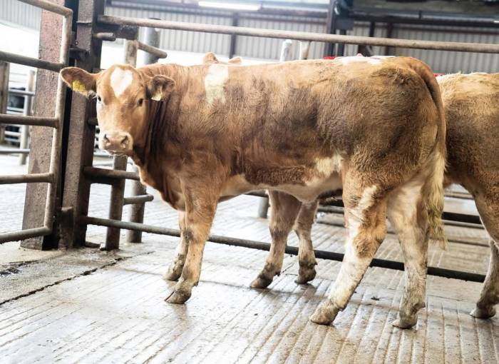 Grangwood Royal Oak Sired Crossbred Heifer