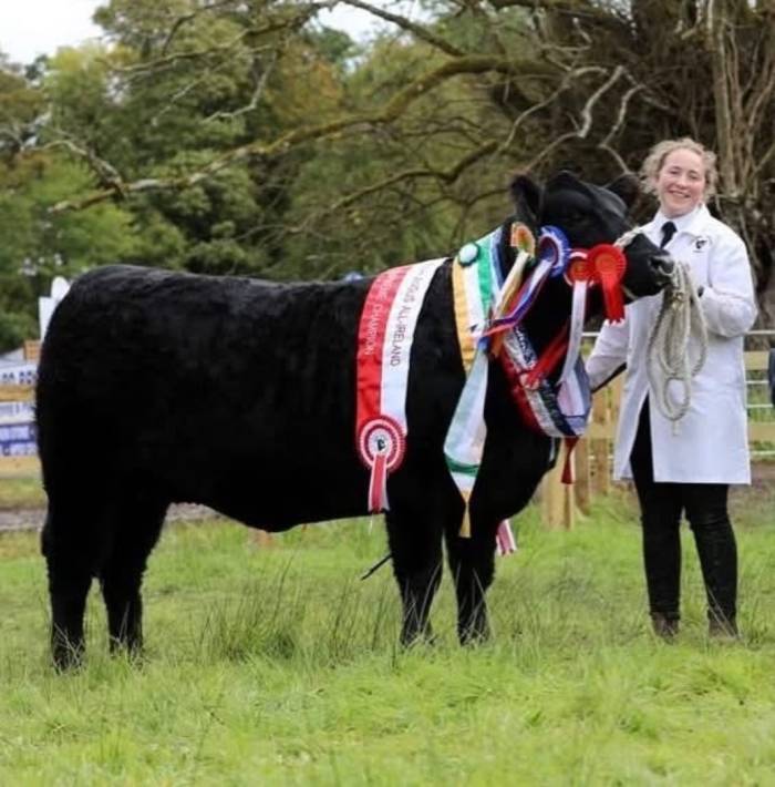 All Ireland Supreme Champion Angus