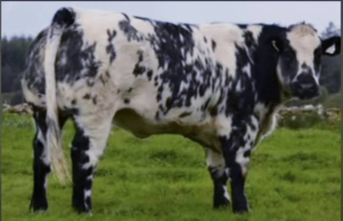 Bulling Heifer Sold for €9,150 sired by Patissier (PPS)