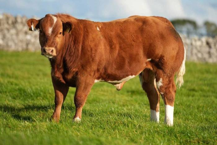 Weanling Crossbred Bull sired by Hong Wang