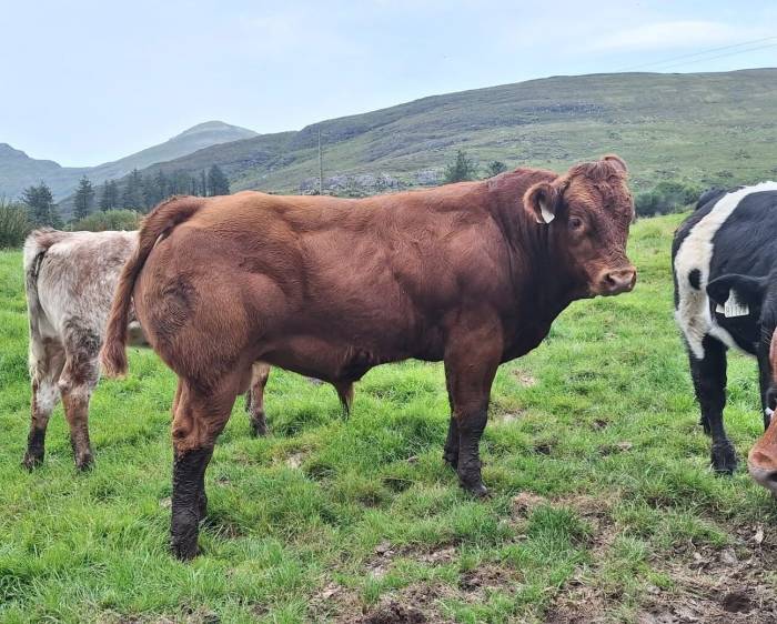 Weanling Bull Sired by Shannon Stan