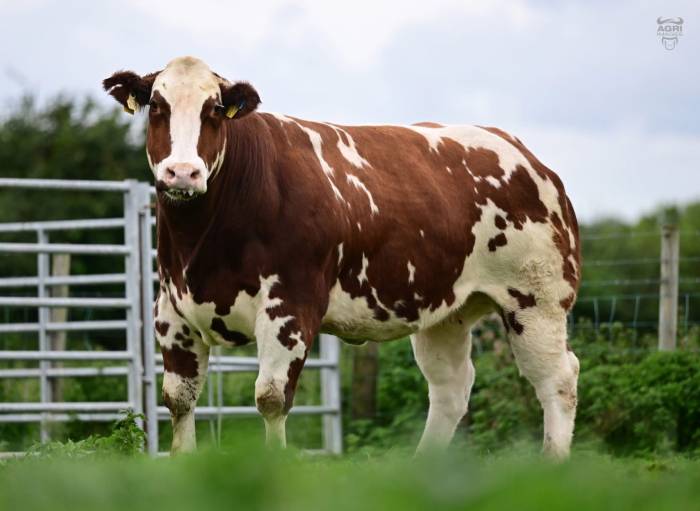 New Red Sired Crossbred Heifer