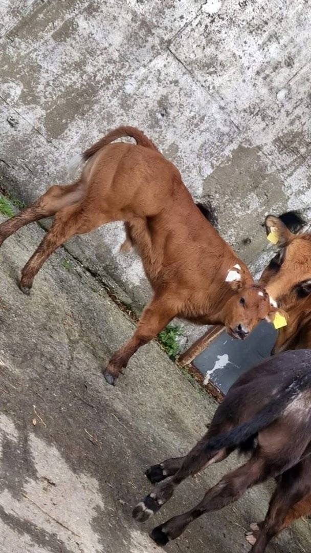 Rollie Sired Crossbred Bull Calf
