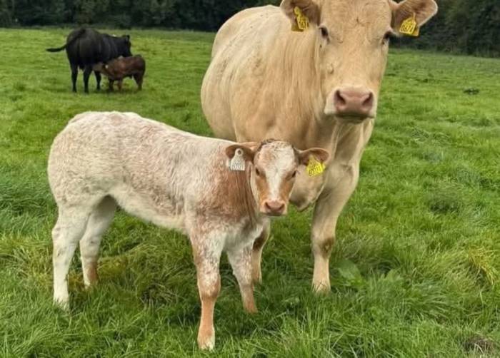 Rollie Sired Crossbred Heifer Calf