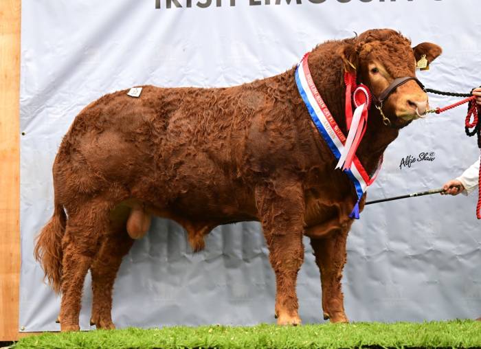 Ravanny Vertigo sold for €16,800